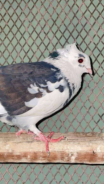 Laka pair paoposh and khal pair