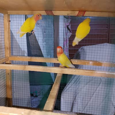 love bird 1 male 2 female