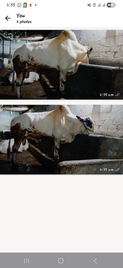 Bachra fateh jangi cros 4 sale