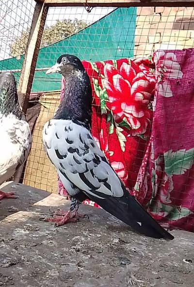 Teddy rampuri pair for sale