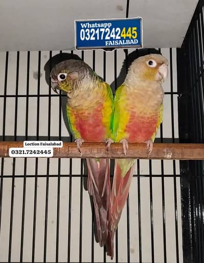 Breeder pair Red factor