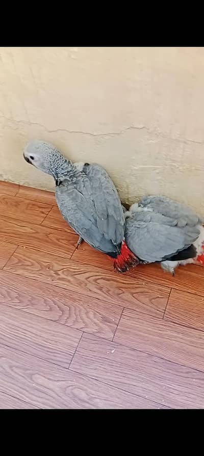 African Grey Parrot Covered & Self Chicks