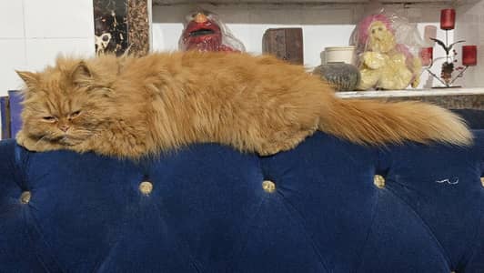 cat Persian for sale 03708460124 is number per raabta karna hai