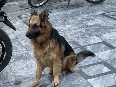 Garmen shepherd Dog for sale