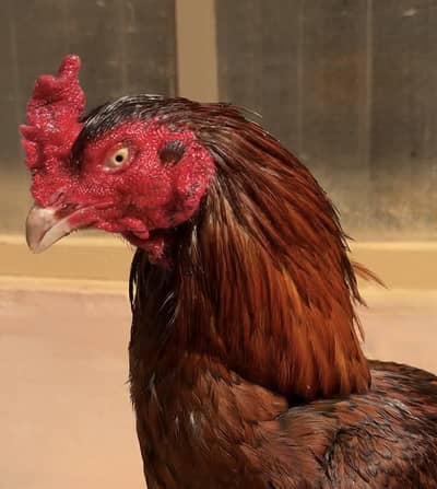 Mianwali Aseel Murga