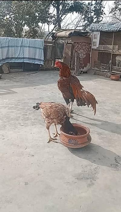Aseel murgh for sale