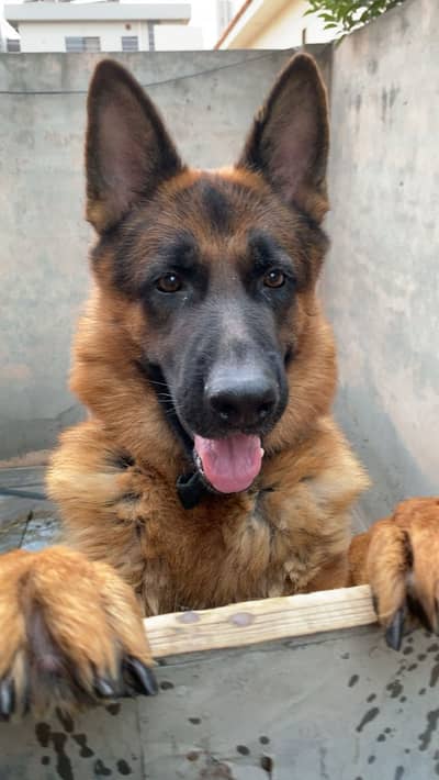 Top quality male available for stud