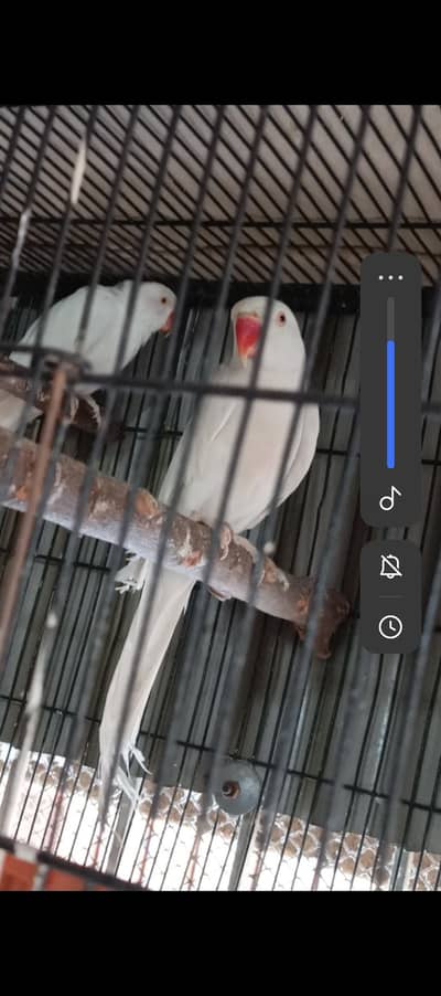 White Ringneck 100% Confirm Breader Pair