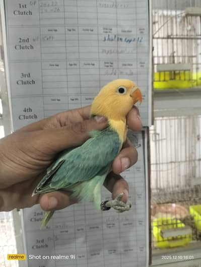 love bird| Fisher | parrot. |Albino | birds