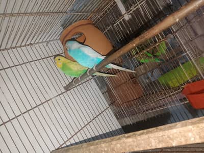 Australian breeder pair