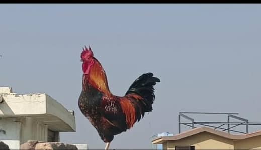 MashallAh Khubsurat Tareen uneeq Color Breder Murga