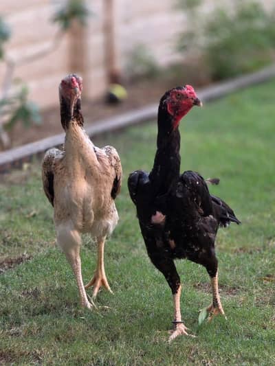 German OshamoO, japnes OshamoO & white OshamoO females
