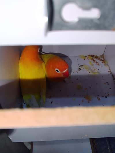 Lovebirds sell with cage