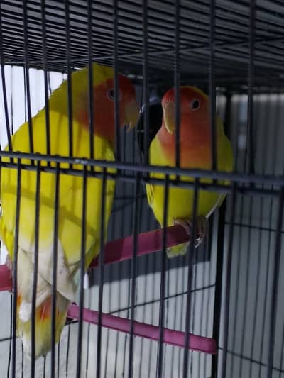 Lovebirds sell with cage