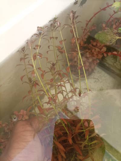 Aquatic plants