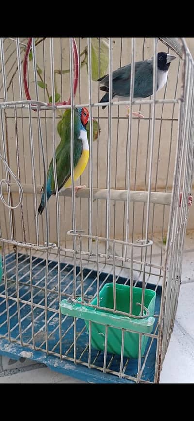 Lady Gouldian Quality pairs f sale MashaAllah   (Blue/splitblue)