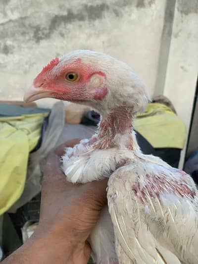 hera chicks available high quality home bread