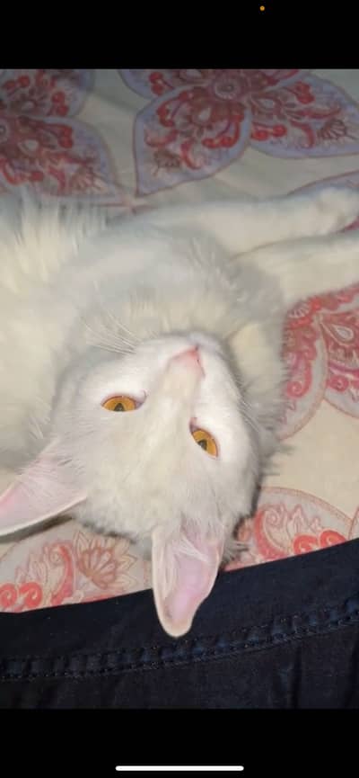 Breed : Turkish Angora