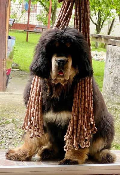 Tibettan mastiff huge size puppies available