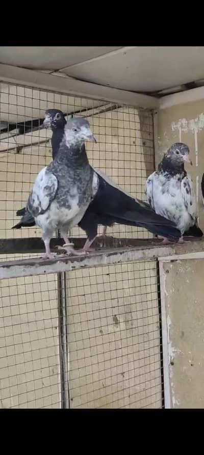 home breed prwazi bachy for sale