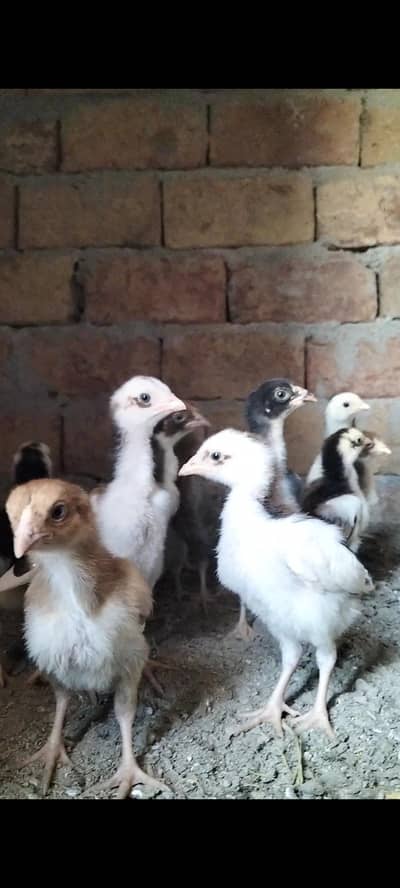 Lasani+mianwali good quality 1 month old chiks