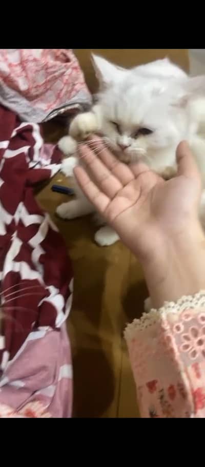 Persian cats (Exchange possible)