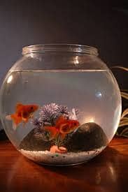 Fish Aquarium with colourful stone and small rr