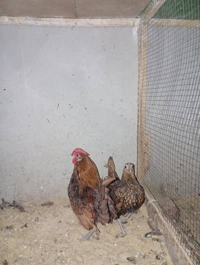 Golden sebright pair