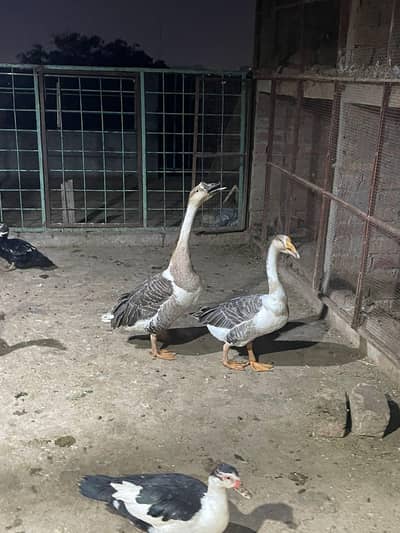 ducks pairs + rabbits