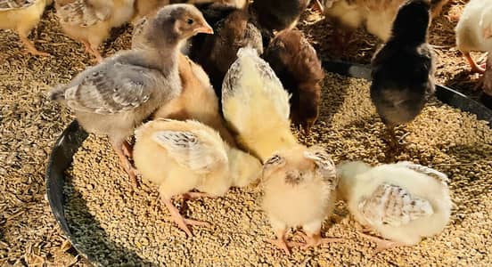 Golden Misri|Desi| Chicks| Egg laying Hen Chuzay  PATHI|Lohman Fayomi