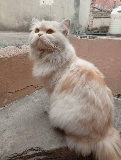 Persian Male Cat