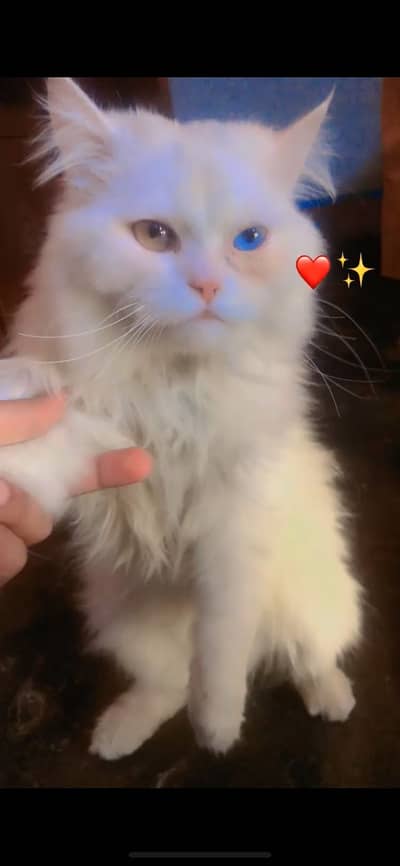 Persian Male Cat For sale