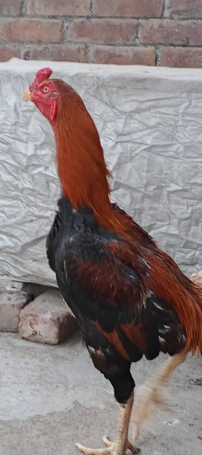 shamo corss me hai  boht acha murga hai gr ki barred hai