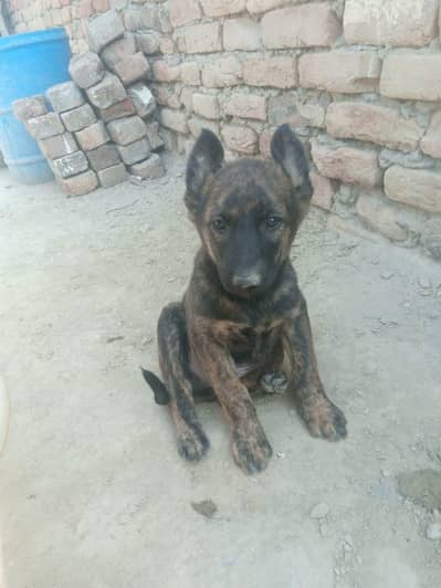 dog far sell excheng be ho jyga