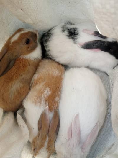 rabbit for sale1 male or3 femile
