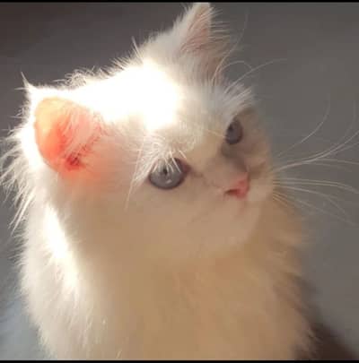 Triple coat persian cat