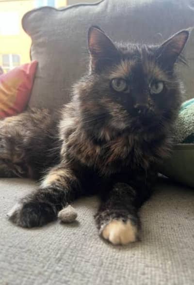 Female Tortoiseshell Cat for Sale