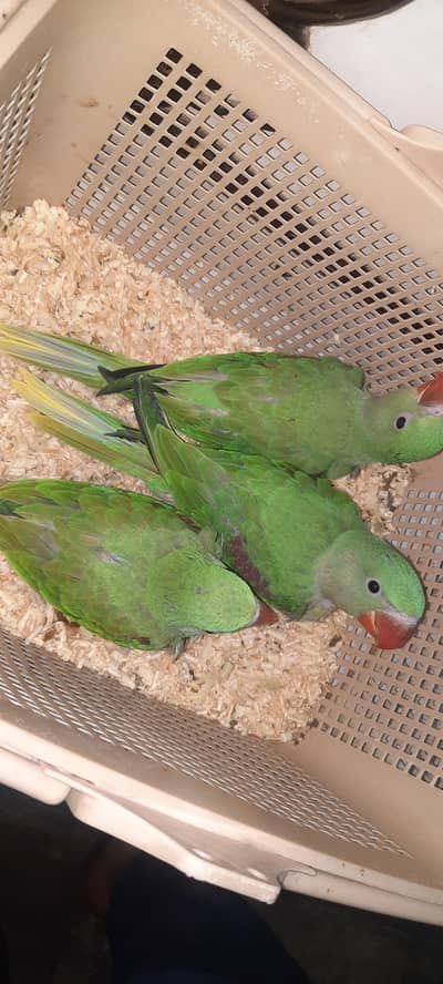 Raw Parrot Chicks jumbo Size