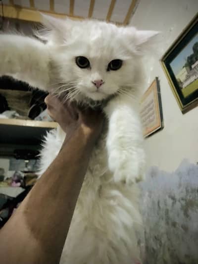 Persian bread double coat baby girl