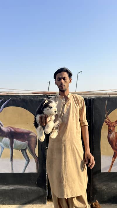 Siberian Husky |  Available At MKZ PET STORE