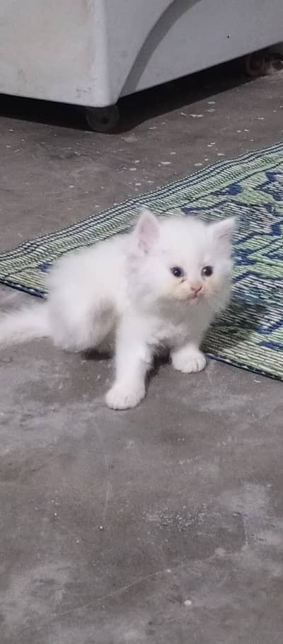 Persian cat