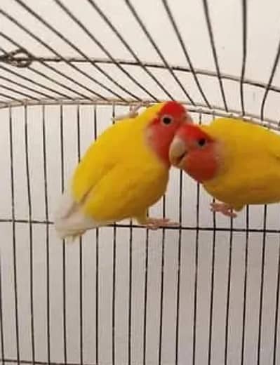 Common lutino breeder pair Jumbo Size