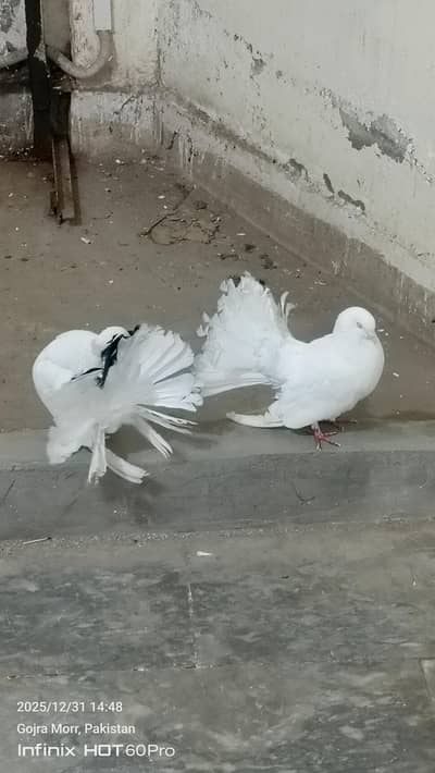 breeder pair lakha mukhi chakor