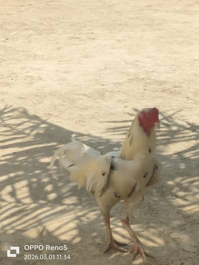 Aseel Murgha Mianwali