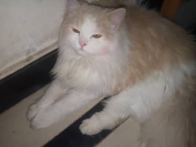 male cat for breeding