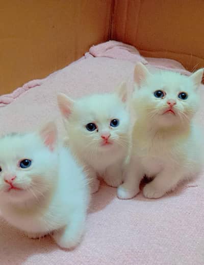 White Persian Kittens for Sale