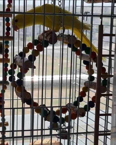 Bird chew toy plus round swing/perch/bethny ki jagah