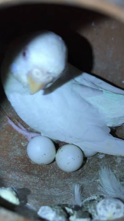 Red eyes breeder pair for sale