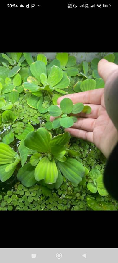Aquarium Plants. pond plants ,Low tech Aquatic plants