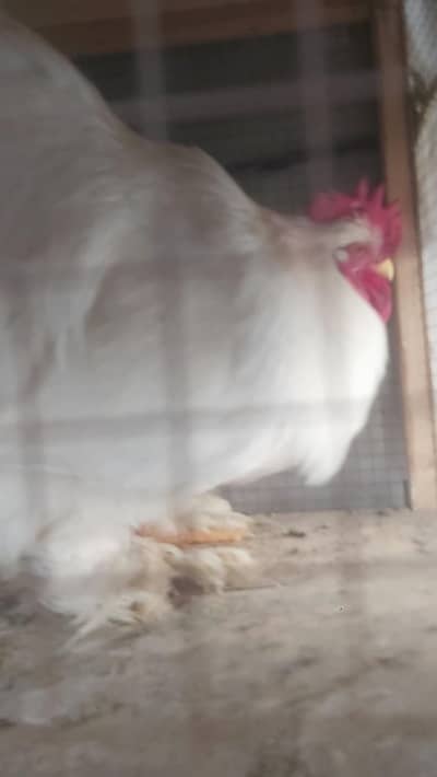 Wite havi buff breedar male